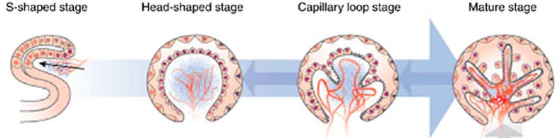 「Glomerulus development」の画像検索結果