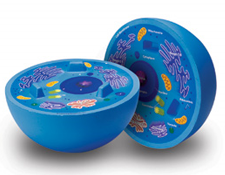 human cell