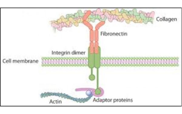「Fibronectin」の画像検索結果