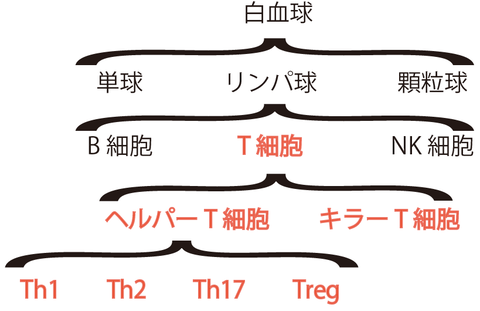 T細胞の分類
