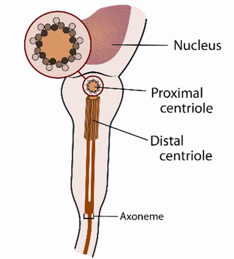 Centriole