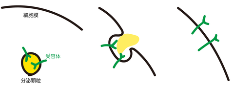 bunpi
