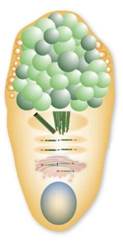 gobletcell