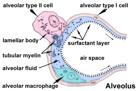 Alveolar-sac-01