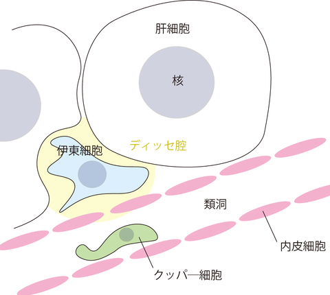 肝臓の細胞