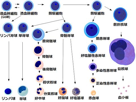 480px-Bloodcelldifferentiationchart(Japanese)